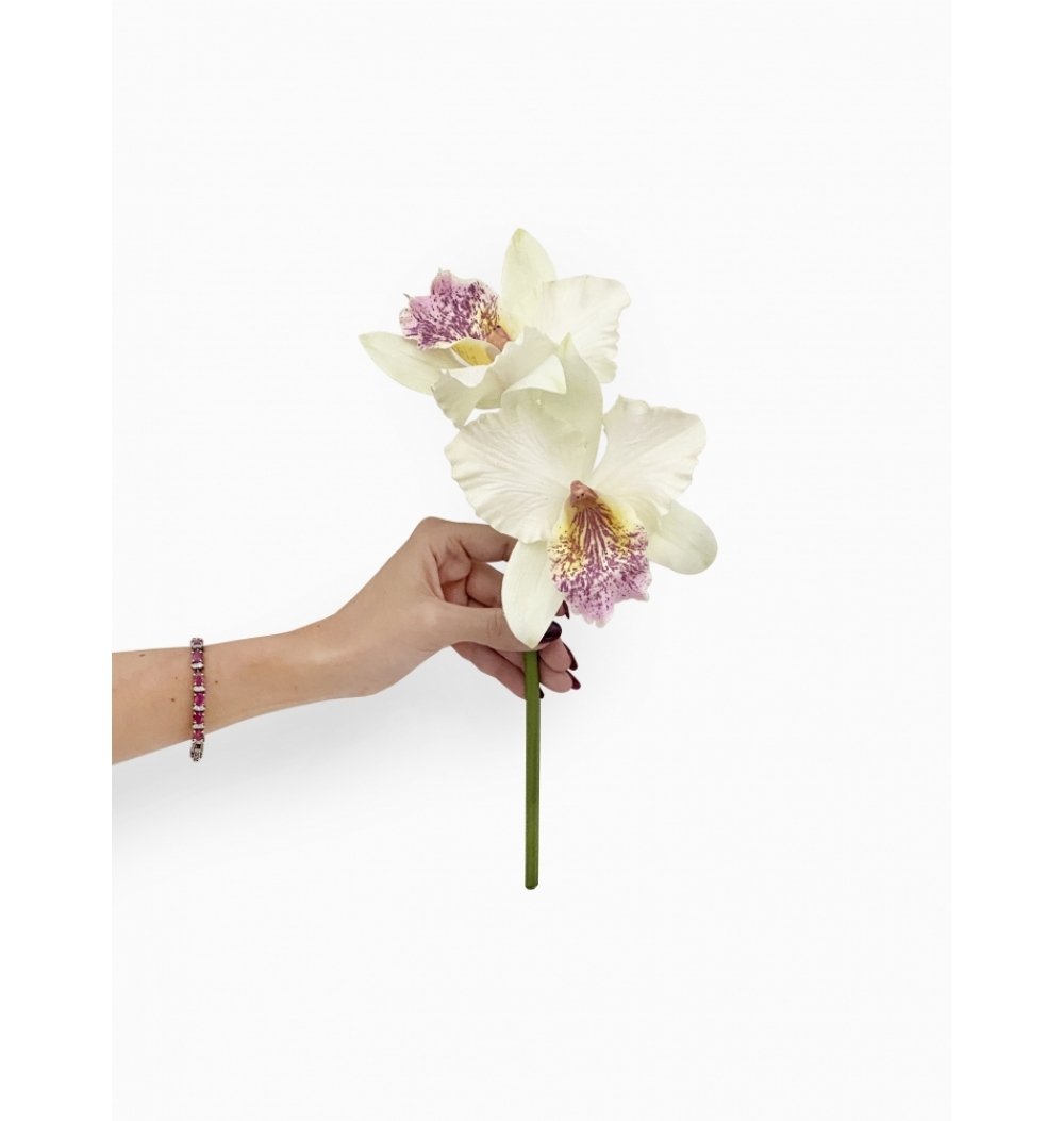 Orquídea cattleya branca e rosa clara | Camélia