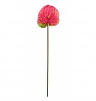Antúrio rosa e verde Antúrio rosa e verde