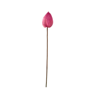 Antúrio rosa escuro  Antúrio rosa escuro