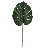 Costela de adão Costela de adão