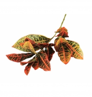 Croton galho mix