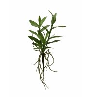 Folha de Orquídea Folha de Orquídea