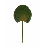 Folha de palmeira leque
