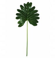 Folha costela de adão média