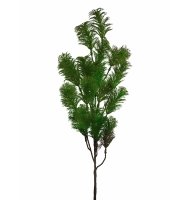 Folhagem fina verde Folhagem fina verde