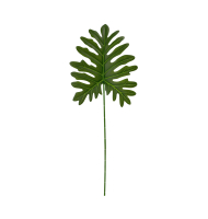 Folhagem verde philo Folhagem verde philo