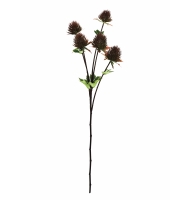 Galho dipsacus vinho escuro Galho dipsacus vinho escuro