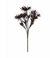 Galho eryngium vinho Galho eryngium vinho