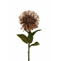 Galho protea bege escuro Galho protea bege escuro