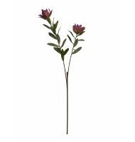 Galho protea sunset rosa escuro Galho protea sunset rosa escuro