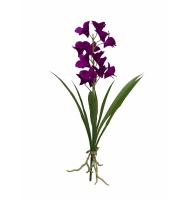 Haste orquídea dendrobium Haste orquídea dendrobium