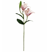 Lírio rosa nude Lírio rosa nude