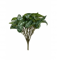 Maço caladium verde