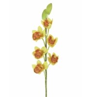 Orquídea cymbidium verde e laranja Orquídea cymbidium verde e laranja