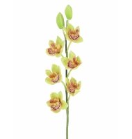 Orquídea cymbidium verde