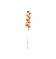 Orquídea cymbidium rosa claro Orquídea cymbidium rosa claro