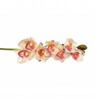 Orquídea cymbidium rosa claro