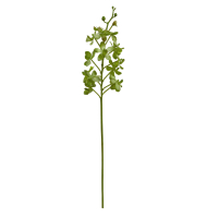 Orquídea  vanda verde