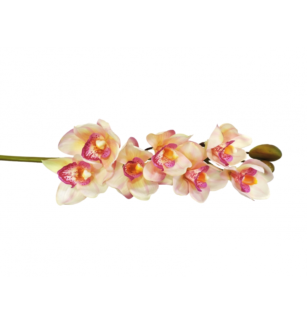 Orquídea cymbidium rosa claro | Camélia