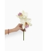 Orquídea cattleya branca e rosa clara