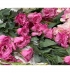 Galho lisianthus rosa pink