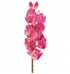 Orquídea cimbidium pink