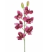 Orquídea cymbidium rosa