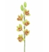 Orquídea cymbidium verde