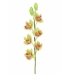 Orquídea cymbidium verde