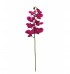 Orquídea phalaenopsia pink